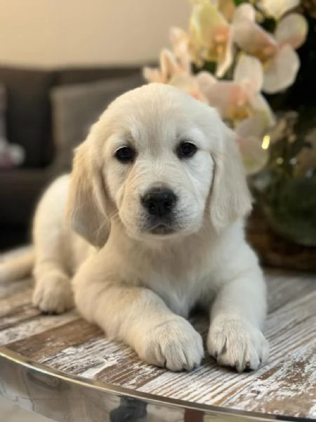 Cucciole di Golden retriever di circa 3 mesi.