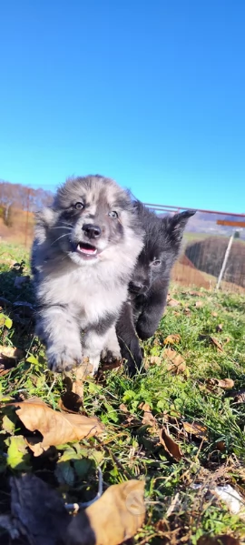 CUCCIOLI PASTORE LESSINIA (LAGORAI)