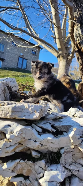 CUCCIOLI PASTORE LESSINIA (LAGORAI) | Foto 4