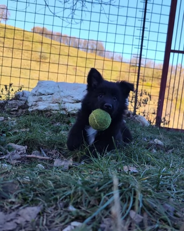 CUCCIOLI PASTORE LESSINIA (LAGORAI) | Foto 2