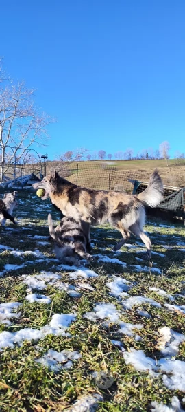 CUCCIOLI PASTORE LESSINIA (LAGORAI) | Foto 1