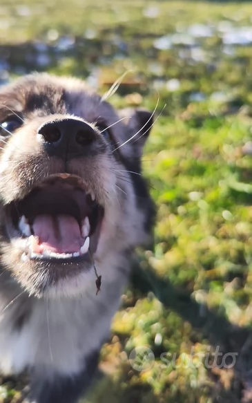 CUCCIOLI PASTORE LESSINIA (LAGORAI) | Foto 0