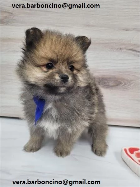 Volpino Pomerania Toy Volpino Pomerania Toy maschi e femmine disponibili da subito Contattatemi dire