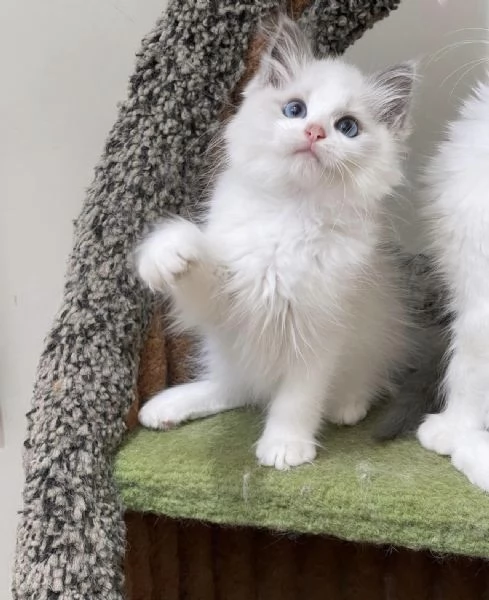 Bellissimi e dolcissimi cuccioli di Ragdoll !! | Foto 0