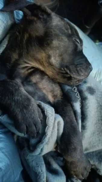 Cane Corso | Foto 0