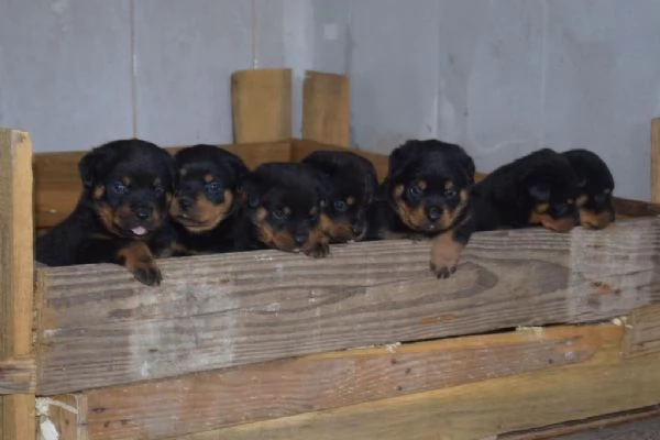 Regalo Cuccioli Rottweiler whAtsapp ( 0039 353 317 4023 ) | Foto 2