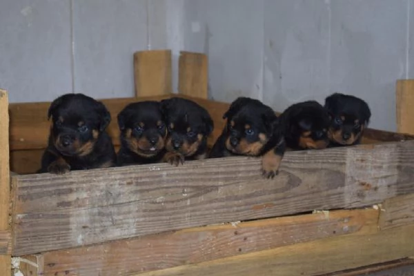 Regalo Cuccioli Rottweiler whAtsapp ( 0039 353 317 4023 ) | Foto 0