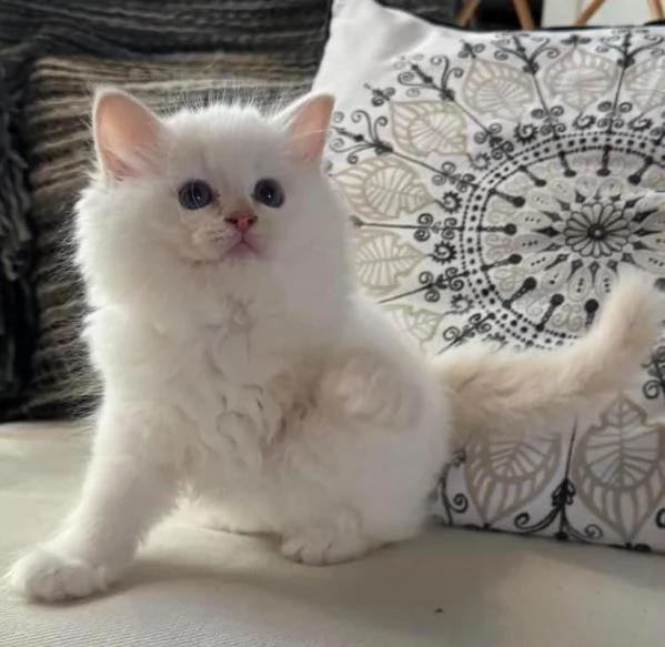 Bellissimi e dolcissimi cuccioli di Ragdoll !! | Foto 0