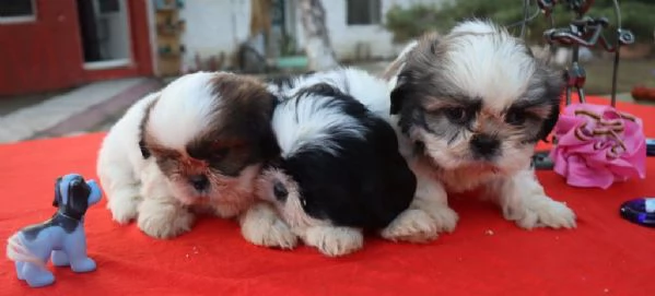 Regalo Cuccioli Shih Tzu whAtsapp ( 0039 353 317 4023 ) | Foto 0