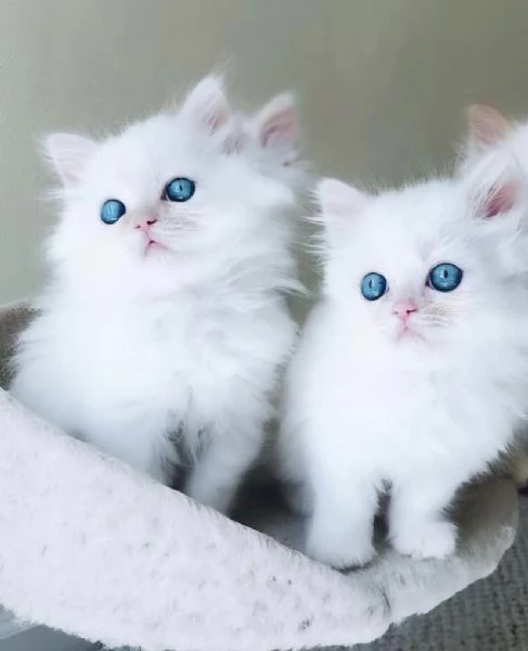 Bellissimi e dolcissimi cuccioli di Ragdoll 