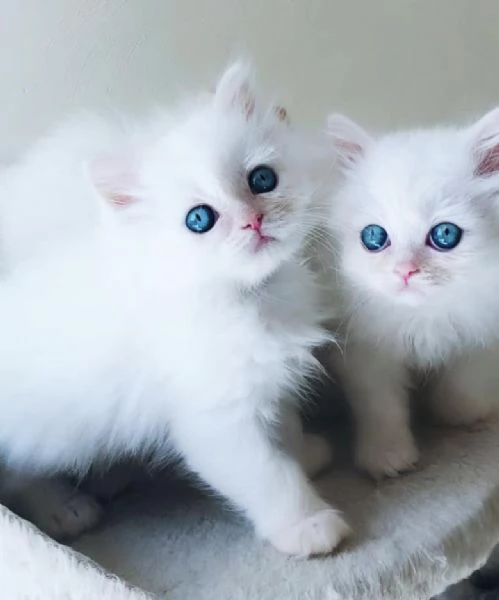 Bellissimi e dolcissimi cuccioli di Ragdoll  | Foto 0