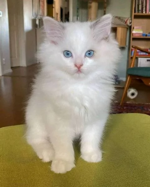 Cuccioli Ragdoll con pedigree