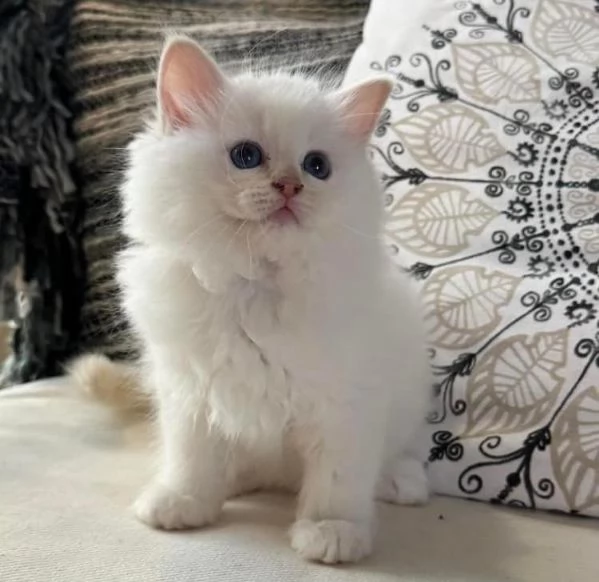 Cuccioli ragdoll!