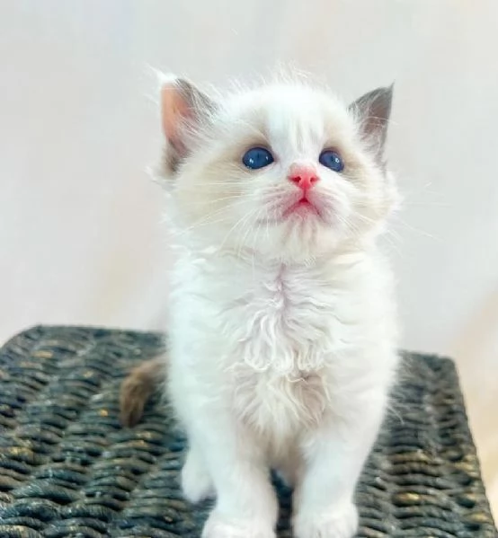 Bellissimi e dolcissimi cuccioli di Ragdoll!  | Foto 0