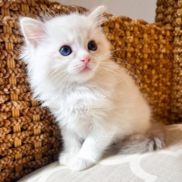 Bellissimi e dolcissimi cuccioli di Ragdoll! 