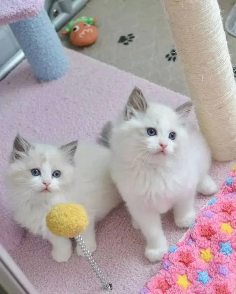 Dolcissimo Cuccioli Ragdoll! | Foto 0