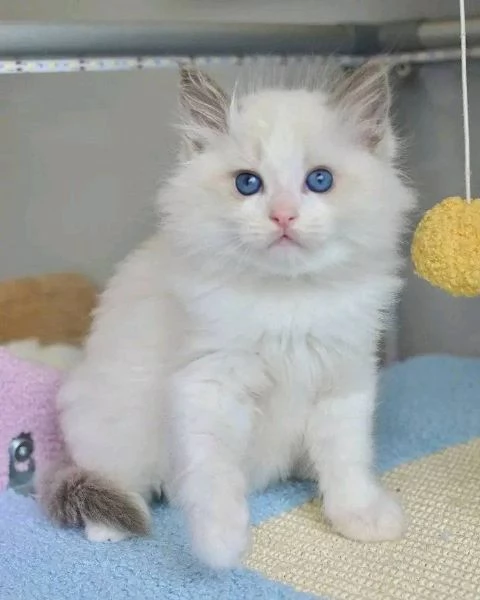 Dolcissimo Cuccioli Ragdoll!