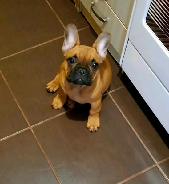 Bulldog francese cuccioli | Foto 5