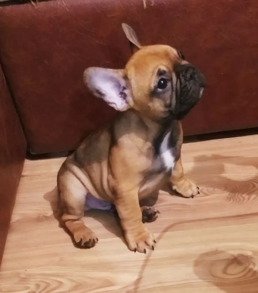 Bulldog francese cuccioli | Foto 3