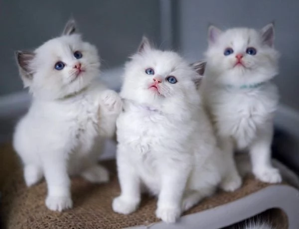 Bellissimi e dolcissimi cuccioli di Ragdoll !! | Foto 0