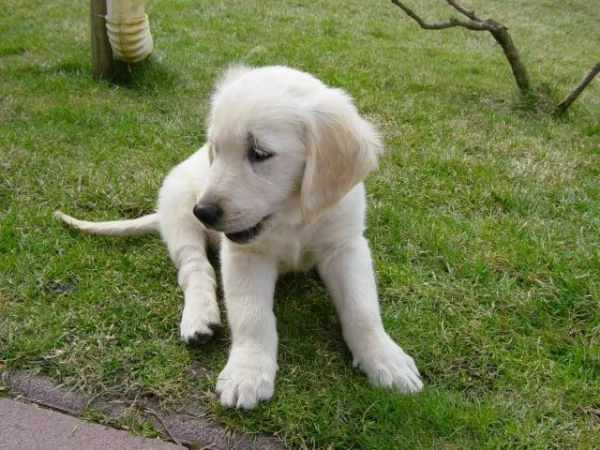 Golden Retriver cuccioli | Foto 2