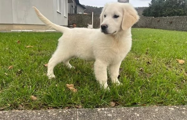 Golden Retriver cuccioli | Foto 0