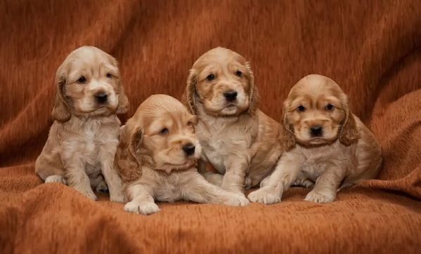 Cocker Spaniel maschietti