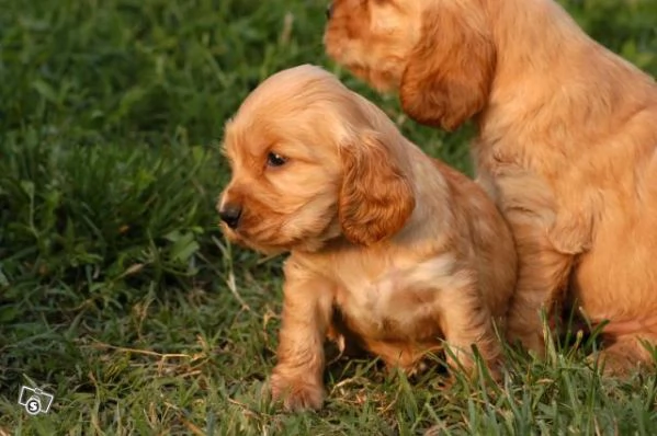 Cocker Spaniel maschietti | Foto 1