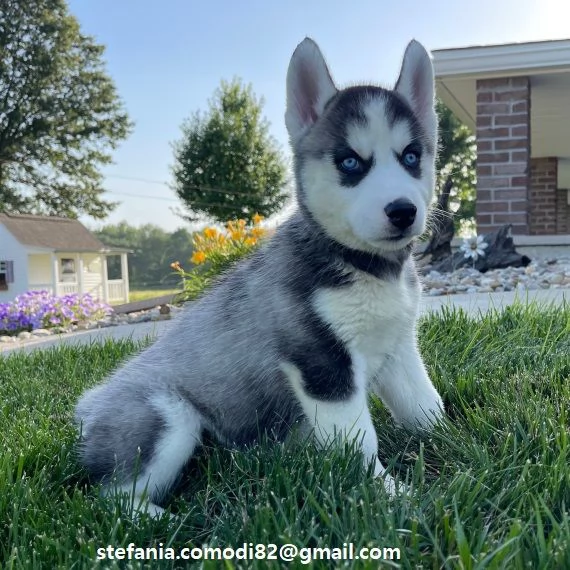 Husky cuccioli Adorabili cuccioli di Husky di tre mesi e mezzo Colore  albicocca, neri e cioccolat 