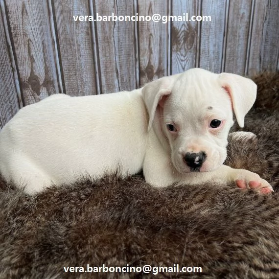 cuccioli di Boxer con documenti