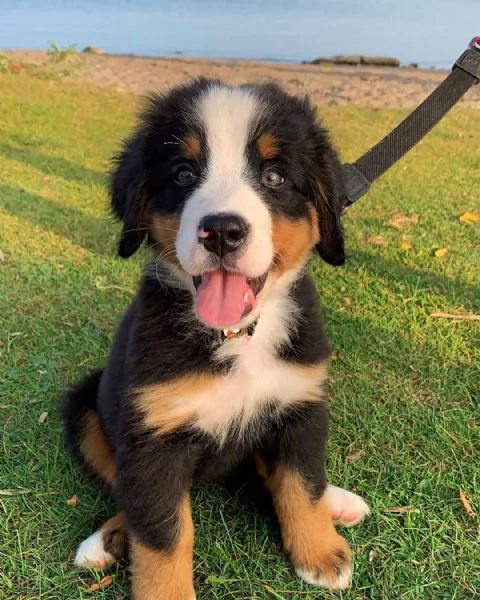 Cuccioli di bovaro del bernese