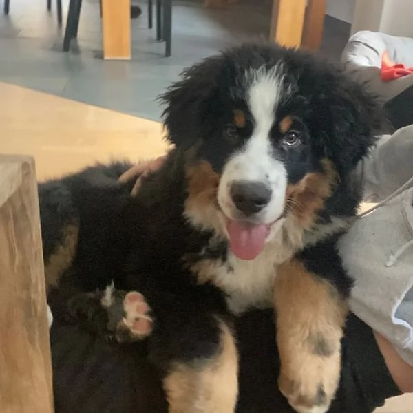 Cuccioli di bovaro del bernese | Foto 1