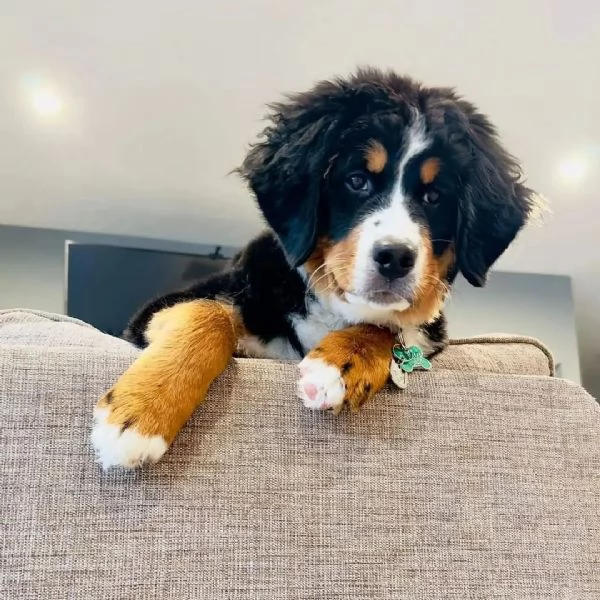 Cuccioli di bovaro del bernese | Foto 0