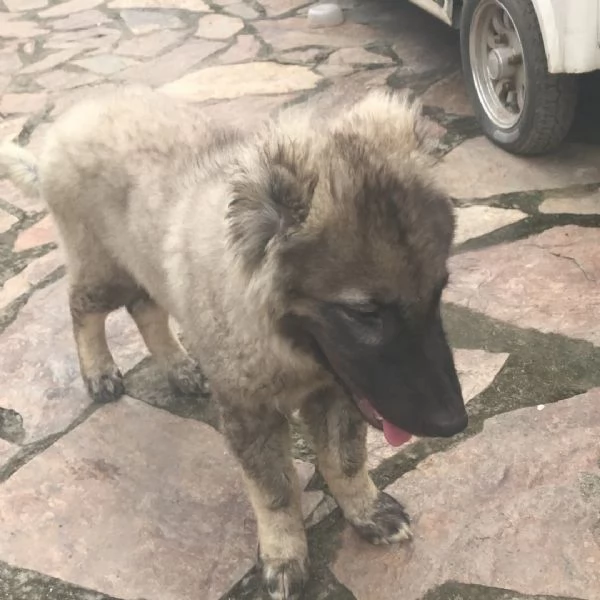 Cuccioli di cane pastore del Caucaso | Foto 1