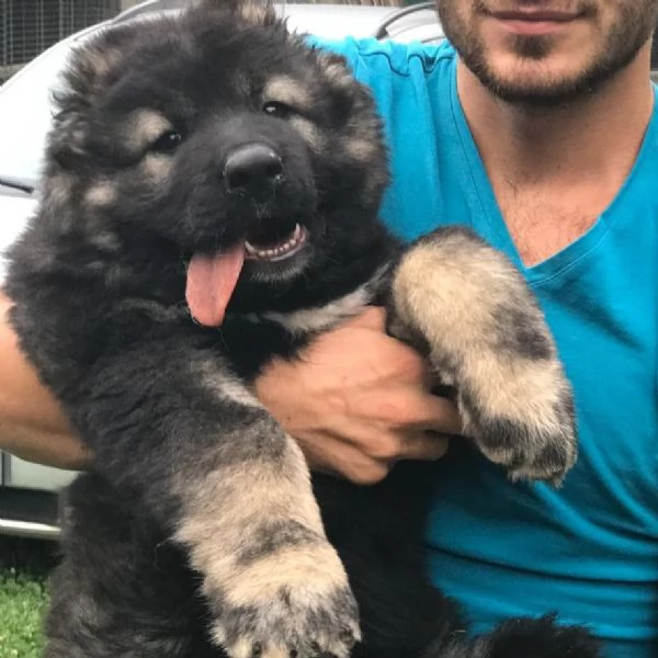 Cuccioli di cane pastore del Caucaso | Foto 0