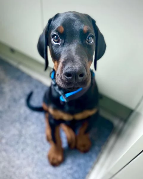 Cuccioli di dobermann | Foto 1