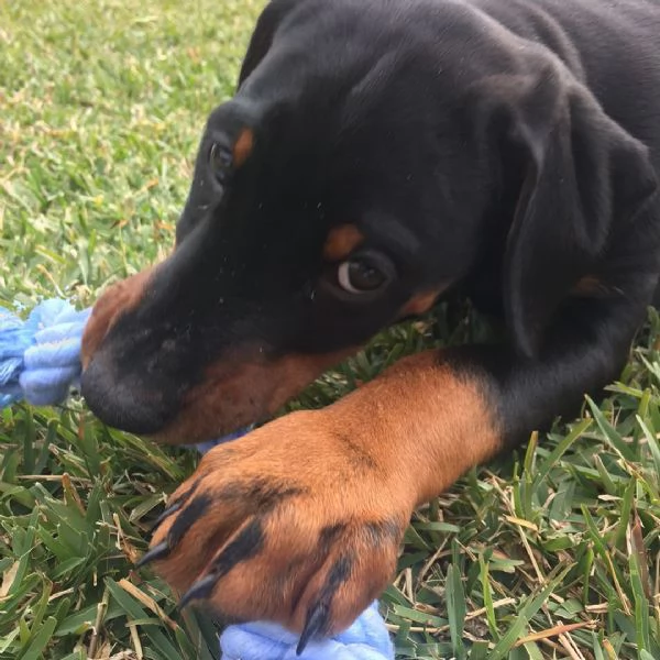 Cuccioli di dobermann