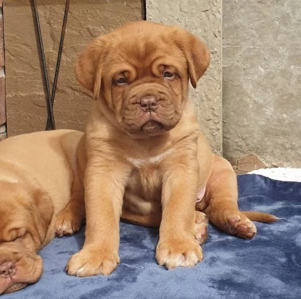 Cuccioli di dogue de bordeaux. | Foto 2