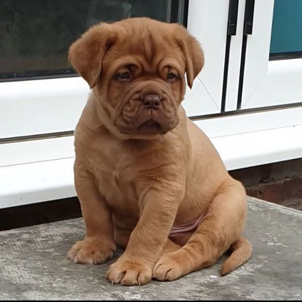 Cuccioli di dogue de bordeaux. | Foto 1