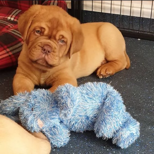 Cuccioli di dogue de bordeaux. | Foto 0