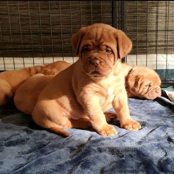 Cuccioli di dogue de bordeaux.