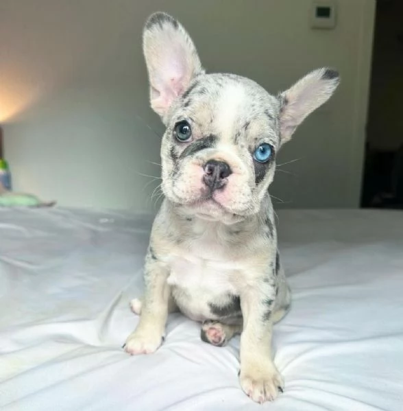 Cuccioli di bulldog francese | Foto 1