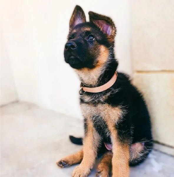 Cuccioli di pastore tedesco | Foto 1