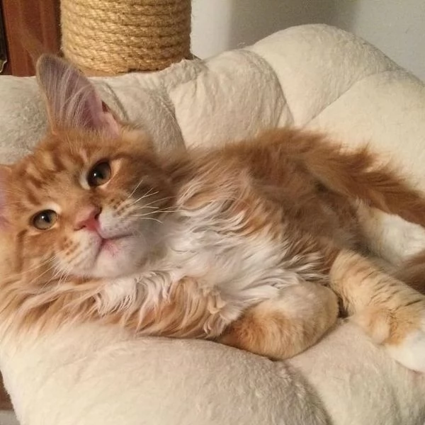 Gattini del Maine Coon