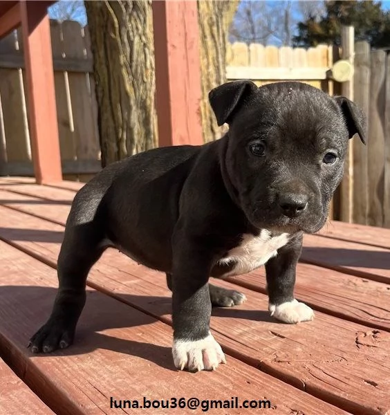 Chocolate Pitbull Fantastici cuccioli, tre mesi, si consegnano muniti di libretto sanitario chip e v