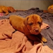 cuccioli di dogue de bordeaux