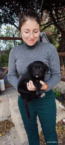 Regalo cuccioli di 2 mesi taglia media  | Foto 3