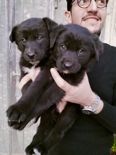 Regalo cuccioli di 2 mesi taglia media  | Foto 2