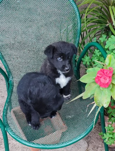 Regalo cuccioli di 2 mesi taglia media  | Foto 0