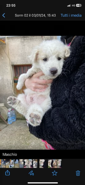 Regalo cuccioli meticci | Foto 0